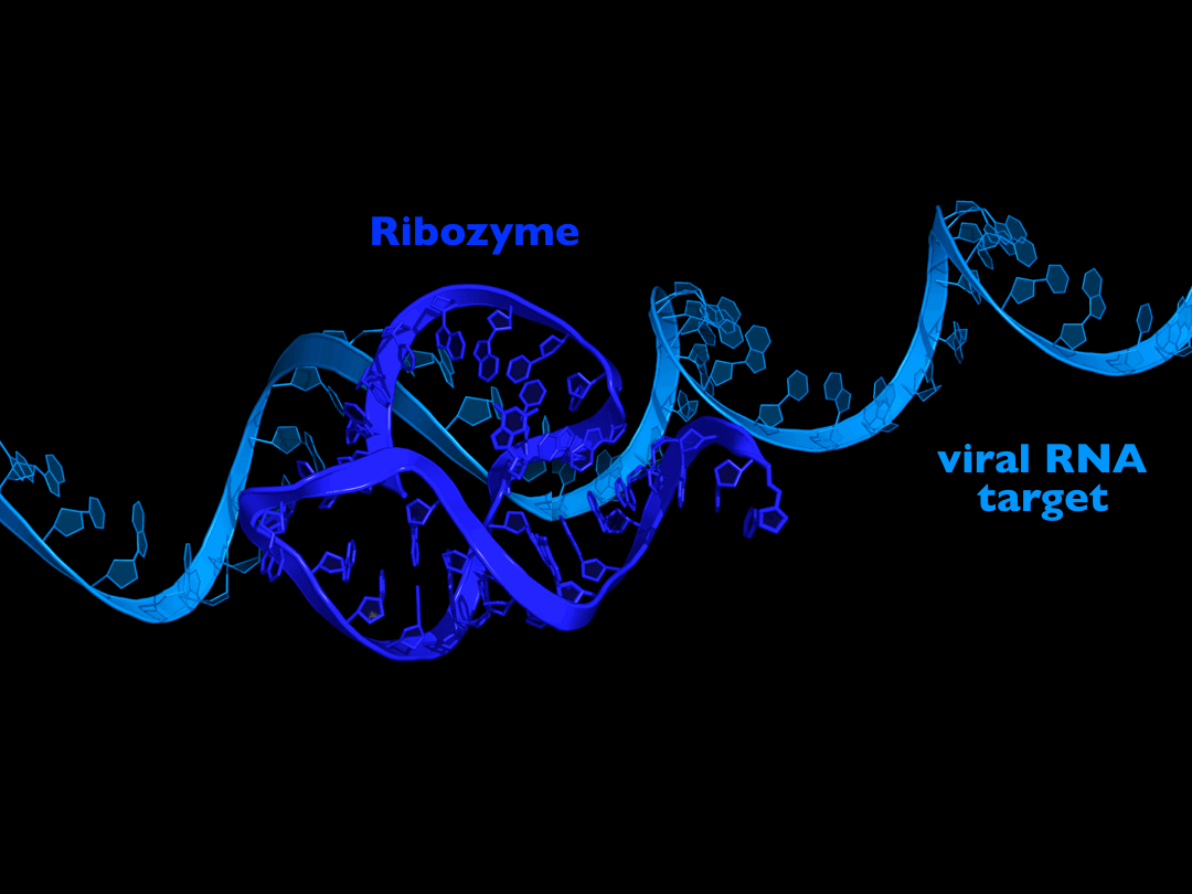 Ribozyme to target SARS-CoV-2 RNA