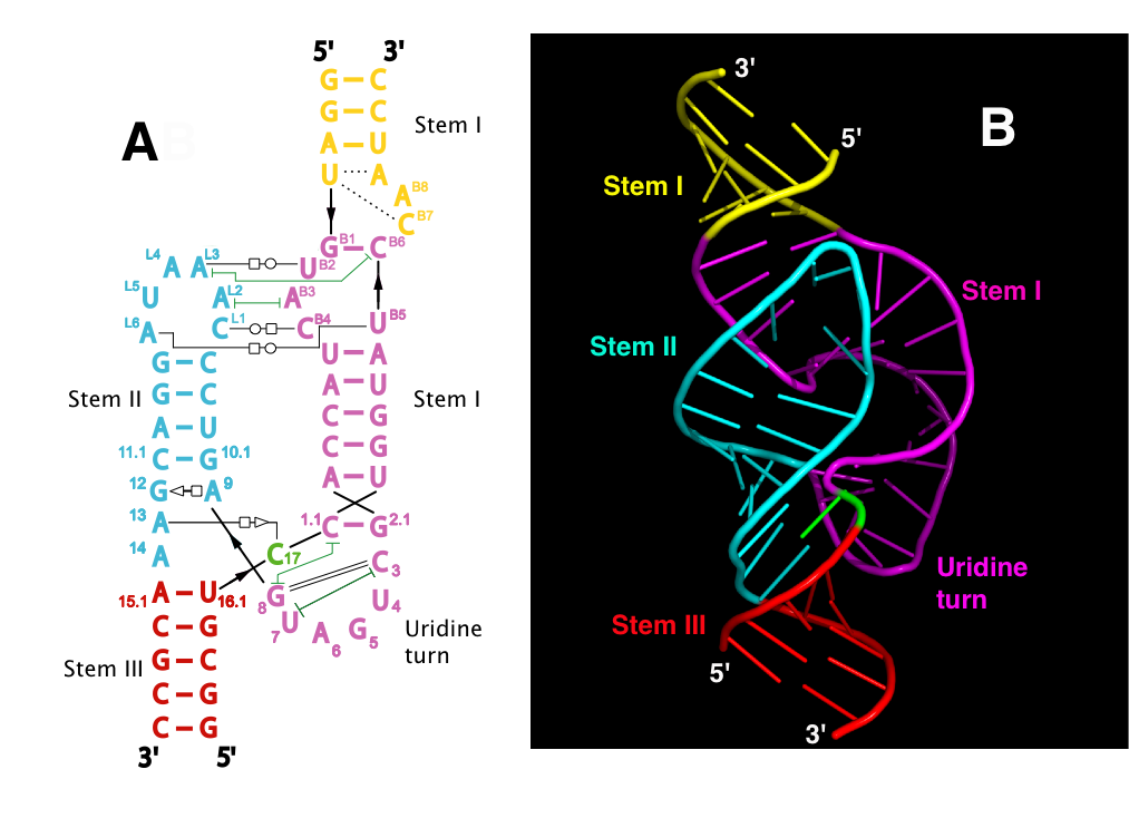 hammerhead ribozyme secondary structure
